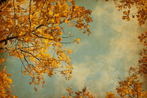 Autumn leaves on the sky background. Photo in retro style. Added paper texture. oak